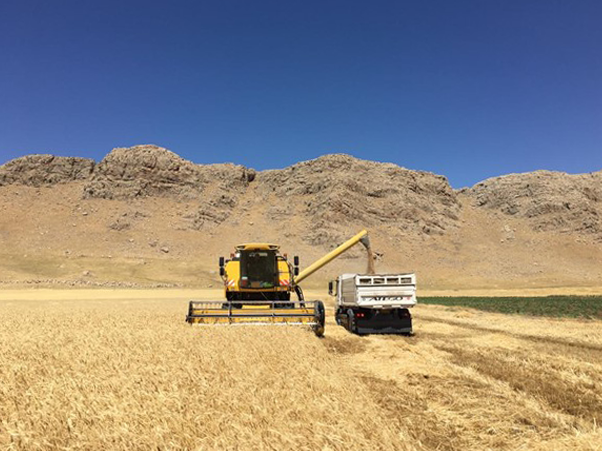 Combine harvester in wheat field