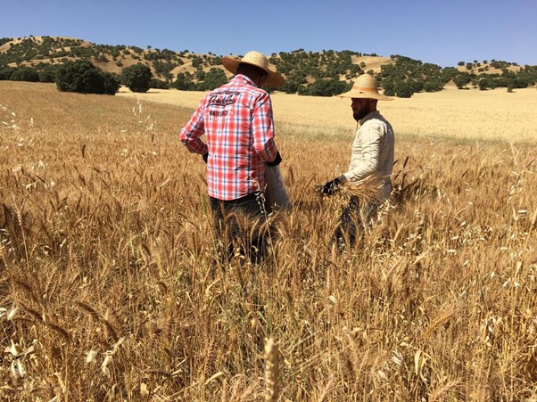 Field surveyors carrying out data collection in wheat field