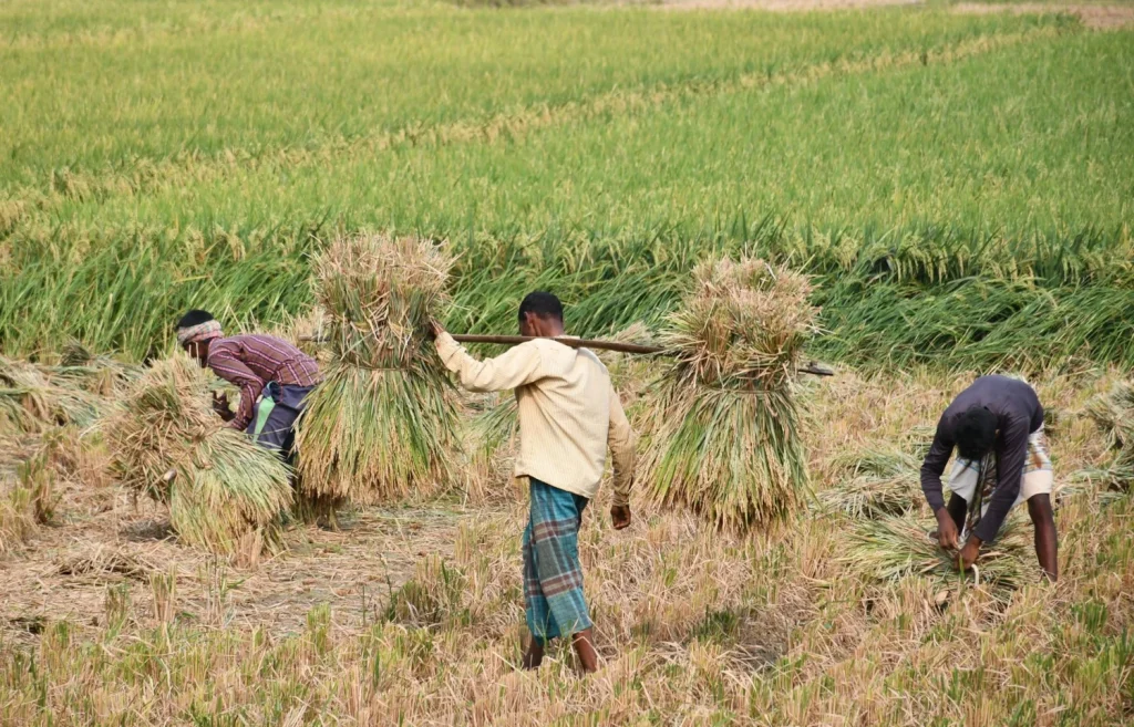 Photo of rice harvest in progress