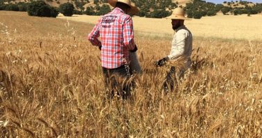 Field surveyors carrying out data collection in wheat field
