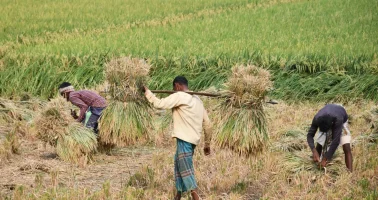 Photo of rice harvest in progress