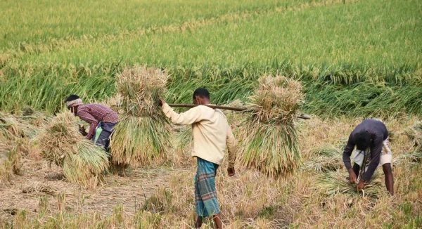 Photo of rice harvest in progress